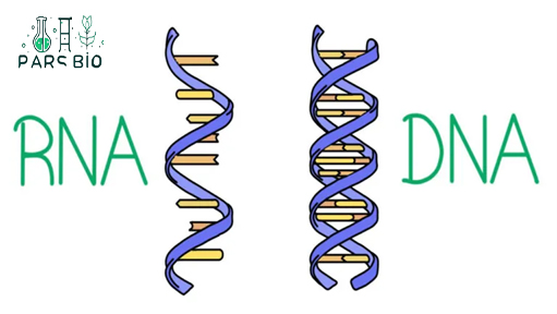 تفاوت RNA و DNA