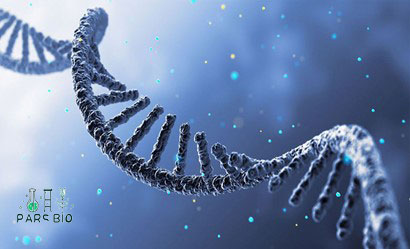 سنتز cDNA