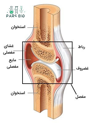 غضروف
